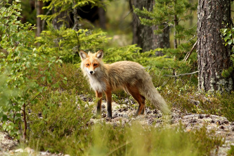 Rotfuchs im Fellwechsel